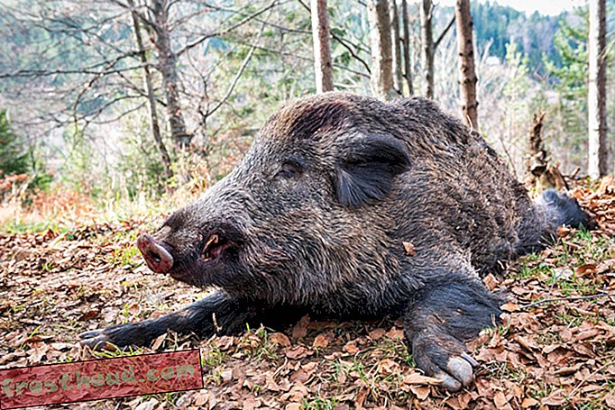 צלי חזיר של סטונהנגי משכו אנשים מכל בריטניה הניאוליתית