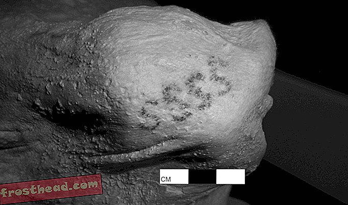 קעקועים דמותיים קדומים ביותר שהתגלו על מומיות בנות 5,000 שנה