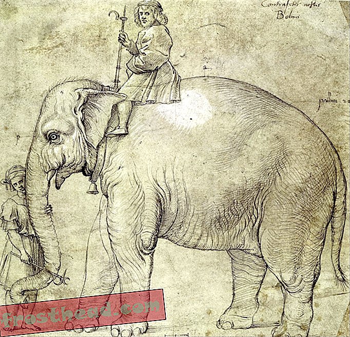 älykkäät uutiset, älykkäiden uutisten historia ja arkeologia, älykkäät uutiset - Vatikaanin alle on haudattu norsu