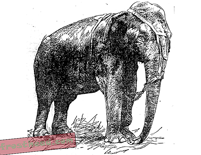 Topsy Elephant oli hänen vangitsijoidensa uhri, ei Thomas Edison