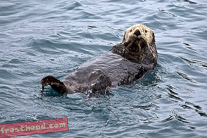 Fire utrolige fakta om hav Ottere
