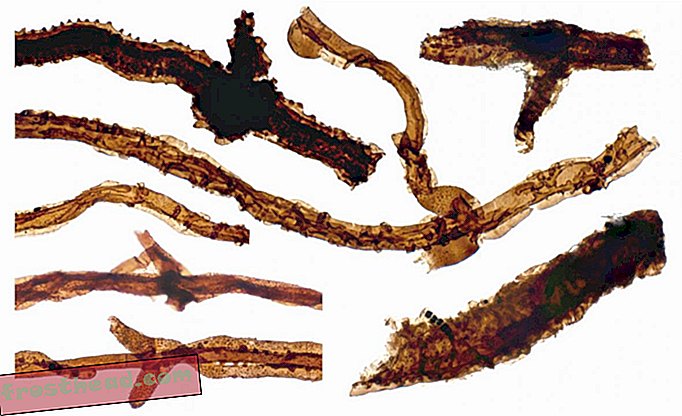 smarte nyheder, smarte nyhedshistorie og arkæologi - 440 millioner år gamle fossiliserede svampe kan være de ældste landboere, der endnu er opdaget