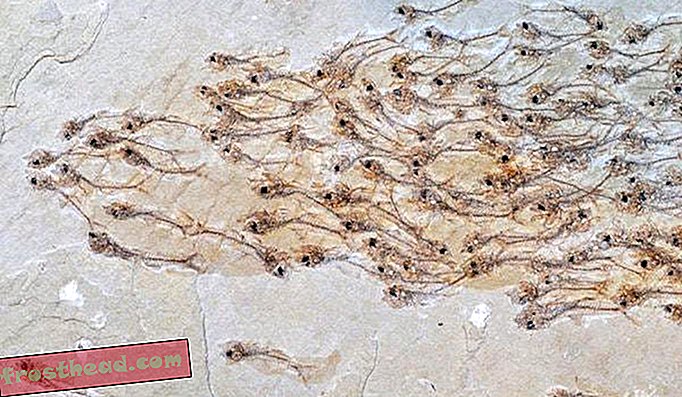 Hat dieses Fossil eine Fischschwarm rechtzeitig eingefroren?