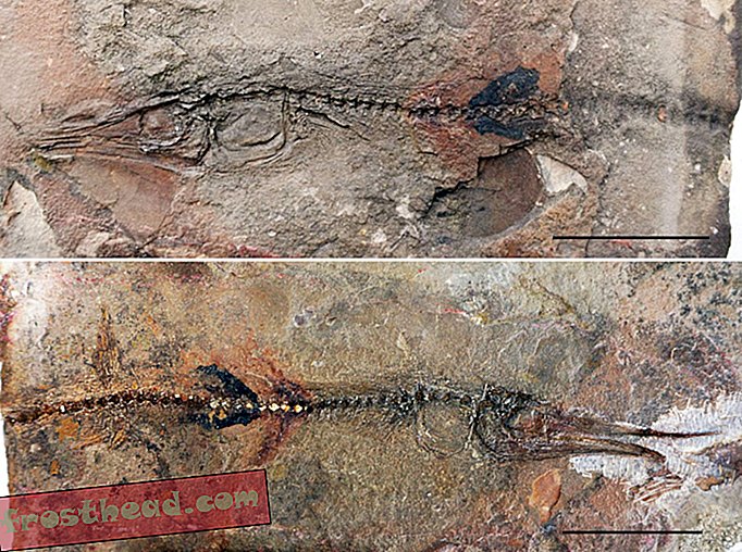 Tânărul turist găsește fosile de pește vechi de 90 de milioane de ani la Mănăstirea din Columbia