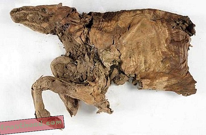 noticias inteligentes, historia de noticias inteligentes y arqueología, ciencia de noticias inteli - Mineros de oro descubren ternero caribú de 50,000 años, cachorro de lobo de permafrost canadiense