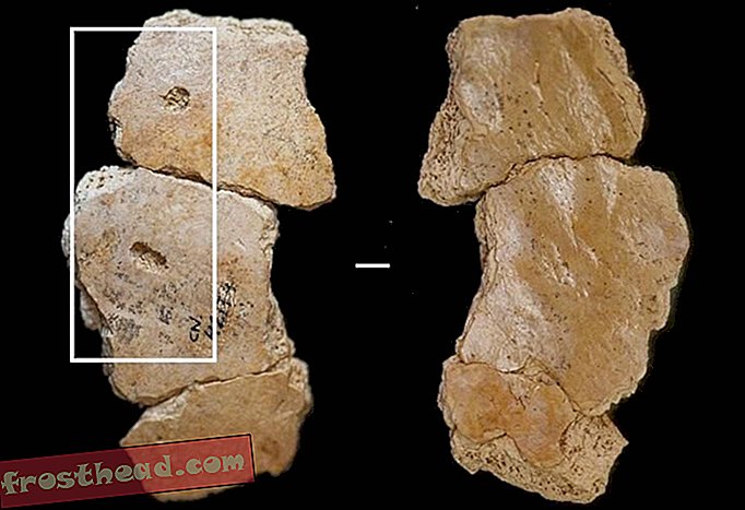 Drevni mesožderi imali su okus neandertalskog mesa