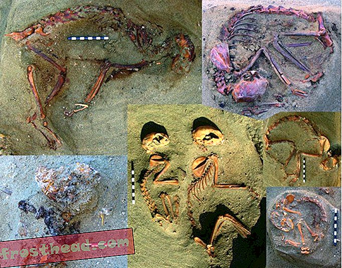 Οι αρχαιολόγοι ανακαλύπτουν σχεδόν το 2.000 ετών νεκροταφείο Pet στην Αίγυπτο