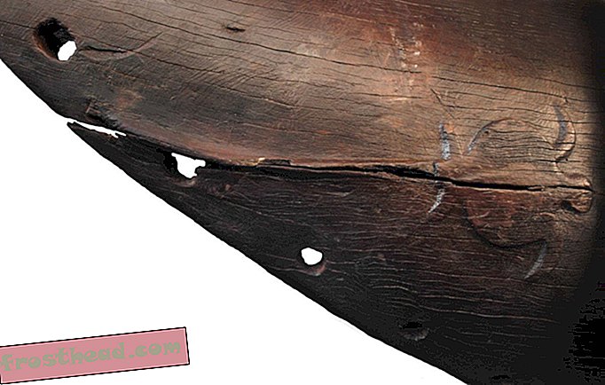 nutikad uudised, nutikad uudiste ajalugu ja arheoloogia - Üks väga vana kanuu võiks aidata selgitada, kuidas polüneesia madrused Uus-Meremaad koloniseerisid