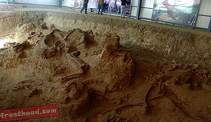 inteligentní zprávy, historie a archeologie inteligentních zpráv, inteligentní věda o zprávách - 'Amazing Dragon' fosílie objevené v Číně Přepište příběh dinosaurů s dlouhým výstřihem