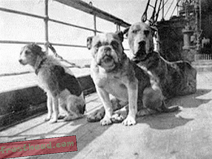 smarte nyheder, smarte nyhedshistorie og arkæologi - Den definitive guide til hunde på Titanic
