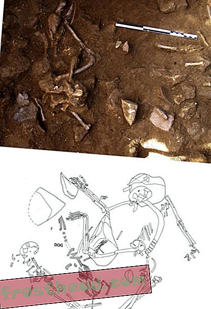 Neue Studie untersucht, warum neolithische Menschen vor 4.000 Jahren ihre Hunde mit ihnen begruben