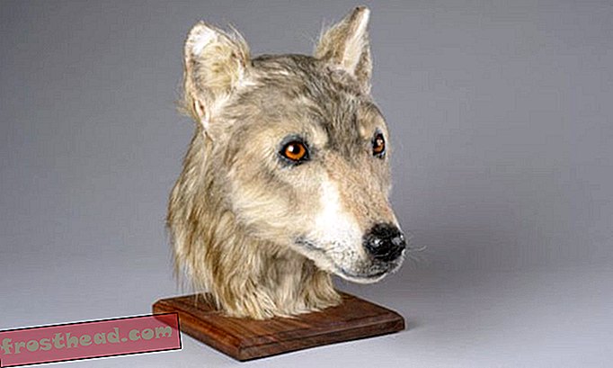 Zahvaljujoč obrazni obnovi lahko zdaj pogledate v oči neolitičnega psa