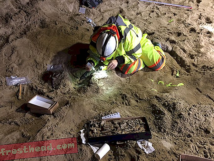 nouvelles intelligentes, histoire et archéologie intelligentes, sciences de l'information inte - Des ouvriers du bâtiment découvrent des os d'éléphant antiques sous le métro de Los Angeles
