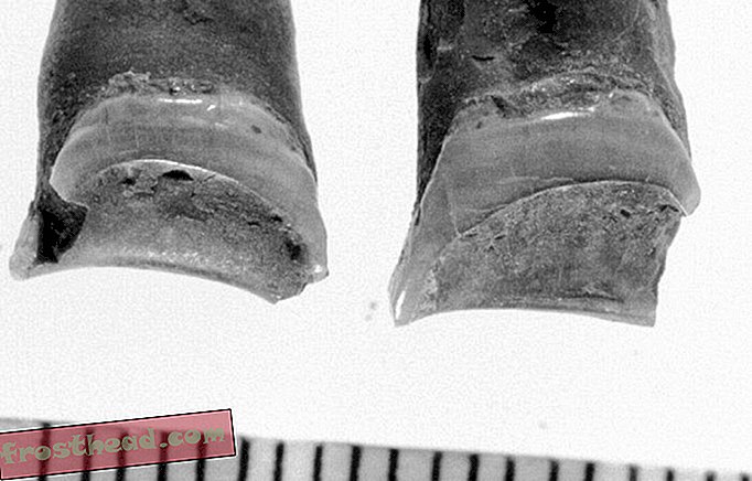 интелигентни новини, история на умни новини и археология - Износените зъби разширяват разказа на древната египетска кариера