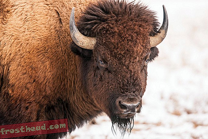 Το Bison είναι σήμερα το επίσημο θηλαστικό των Ηνωμένων Πολιτειών