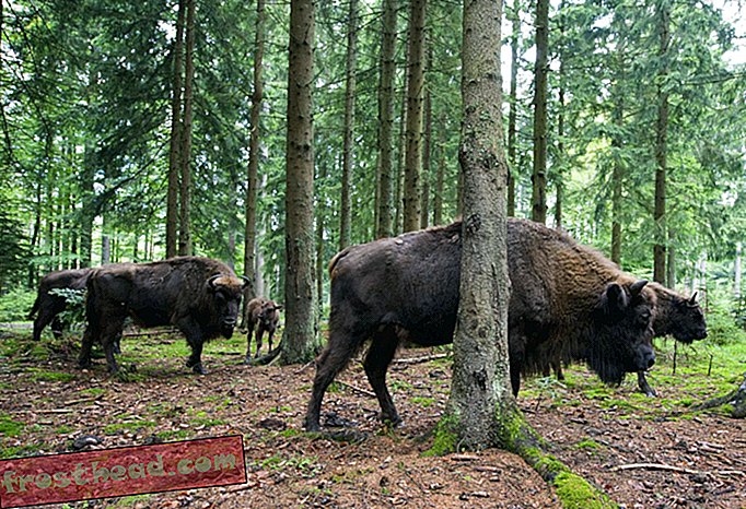 nouvelles intelligentes, histoire des nouvelles intelligentes et archéologie - L'Europe a ses propres espèces de bison qui sont sur le point de disparaître