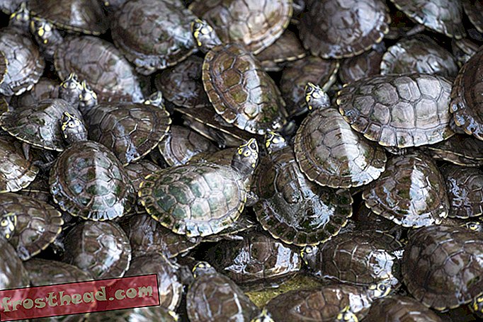 умные новости, умная история новостей и археология - Однажды Индия выпустила 25 000 черепах, питающихся плотью, в Ганг