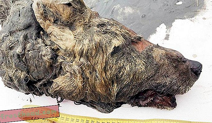 noticias inteligentes, historia de noticias inteligentes y arqueología, ciencia de noticias inteli - Una cabeza de lobo de 32,000 años perfectamente preservada fue encontrada en permafrost siberiano