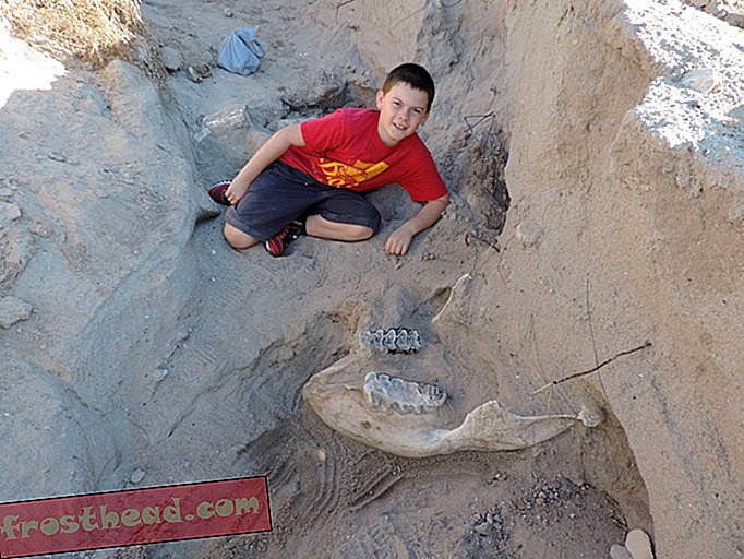 Un adolescent de neuf ans découvre accidentellement un fossile de stégomastodon au Nouveau-Mexique