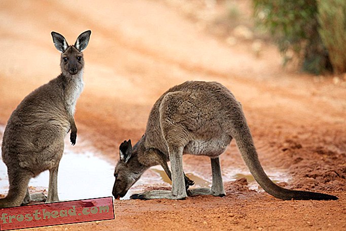 Arheologi odkrijejo 20-letni kenguru, ki ga kuhamo