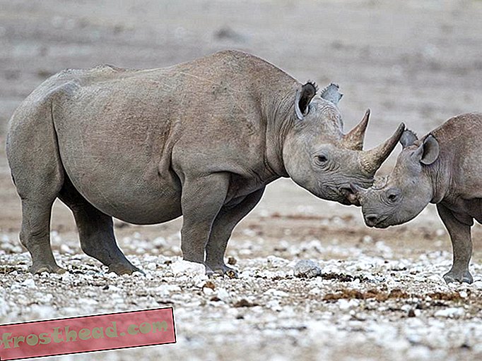 Des chercheurs installent des appareils photo à corne cachée sur les rhinocéros