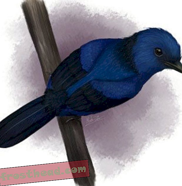 Учените идентифицират сините оттенъци във вкаменените птичи пера за първи път