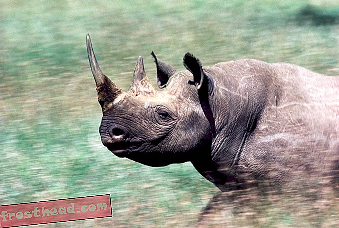 У настојању да заустави брак, Намибија ће уклонити све своје рогове носорога