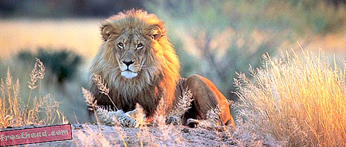 स्मार्ट समाचार, स्मार्ट समाचार विचारों और नवाचारों - शोधकर्ता शेरों को बचाने के लिए फेशियल रिकॉग्निशन सॉफ्टवेयर का इस्तेमाल कर रहे हैं