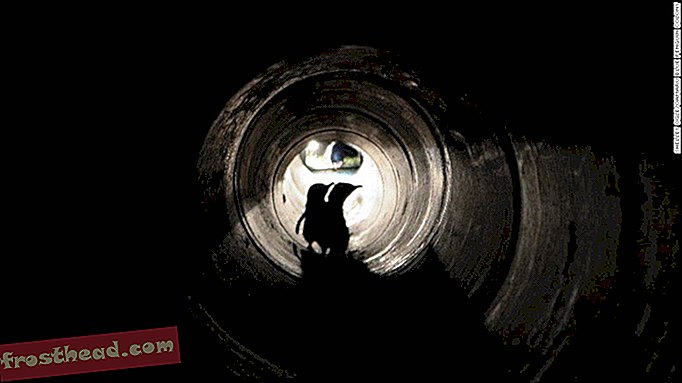 Новый подземный переход помогает новозеландским пингвинам пересечь оживленную дорогу