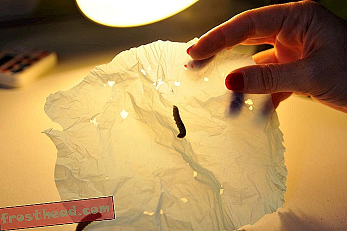 Caterpillar ini boleh makan plastik