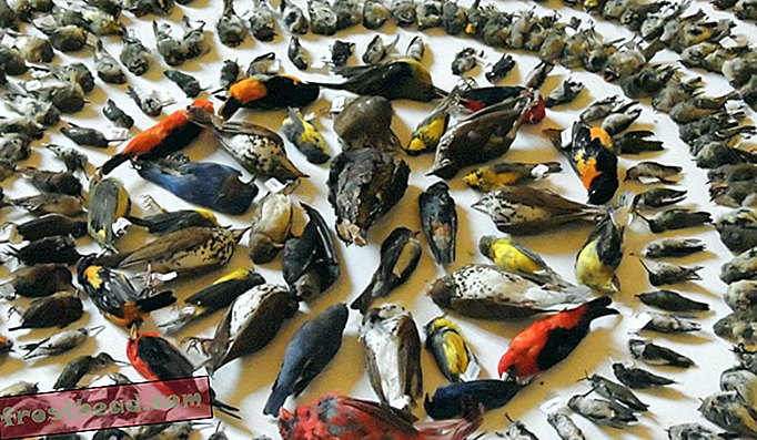 Ovaj je uzorak napravljen od 2.100 mrtvih ptica