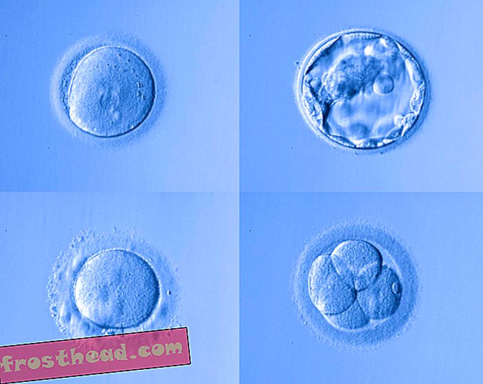 slim nieuws, slimme nieuwsideeën en innovaties - Overmaat Embryo's: gezinnen nemen nu ongebruikte embryo's over van IVF-behandelingen