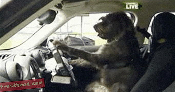 Na Novi Zelandiji pse učijo, kako voziti avtomobile