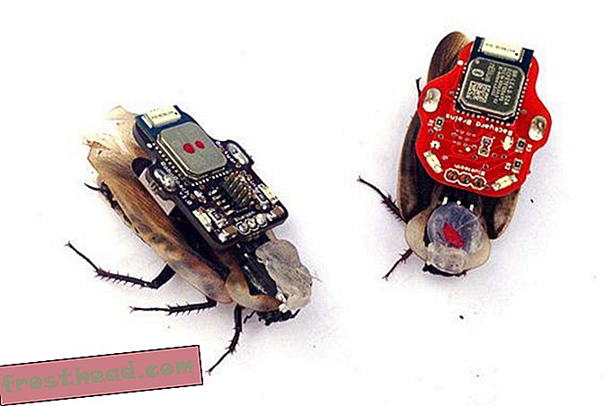 pametne novice, pametne novice in inovacije - Ciborg ščurki lahko postanejo nova učna orodja v razredih nevroznanosti