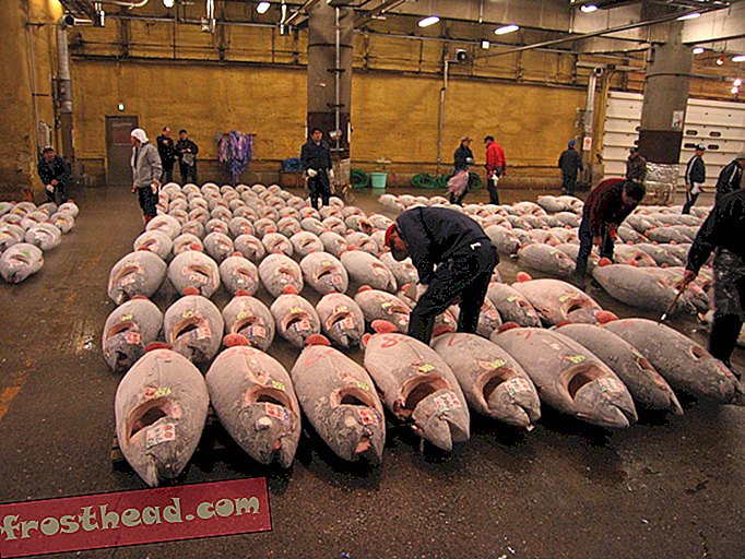 Japan plant, die Anzahl der jungen Roten Thunfische, die es fängt, zu halbieren