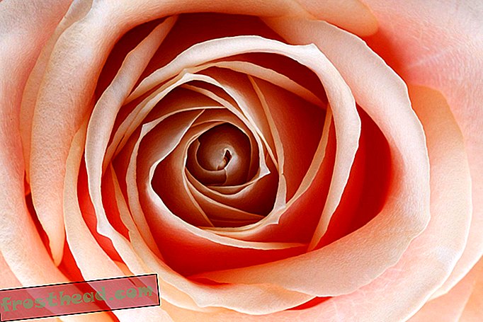 Uma nova rosa é parte da planta, parte da máquina de mudança de cor