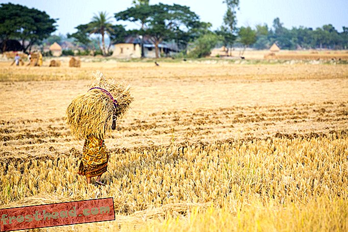 интелигентни новини, идеи за интелигентни новини и иновации - Този фермер порасна четири пъти като много ориз в една и съща земя