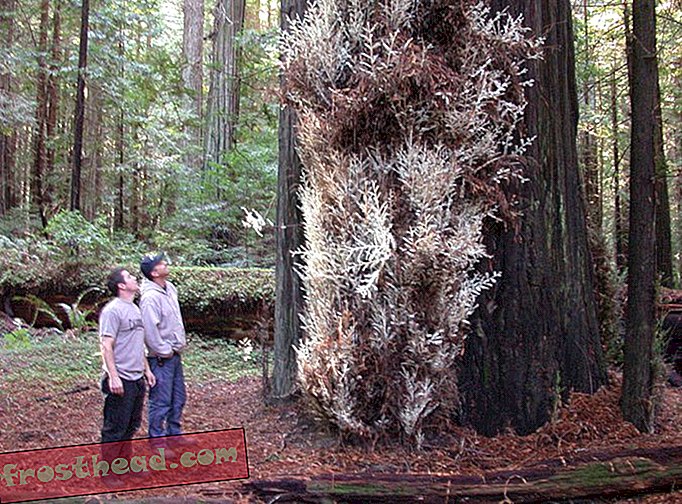 Üks maailma kümnest albumiinodest Redwoods võidakse maha lõigata