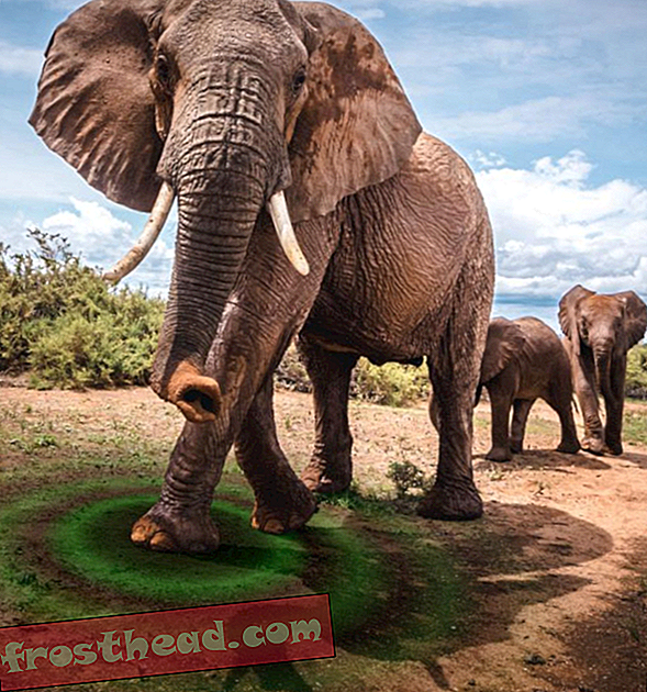 Maanjäristyksen tarkkailutekniikka voi auttaa suojaamaan norsuja salametsästäjiltä
