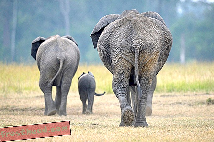 интелигентни новини, умни новини идеи и иновации, интелигентна наука за новини - Как слон Пуп помага на бракониерите на слонова кост