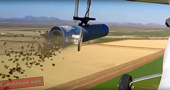 Beobachten Sie, wie Drohnen Tausende von Motten auf Feldfrüchten absetzen