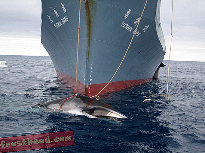 Le Japon a reçu l'ordre d'arrêter la chasse à la baleine près de l'Antarctique