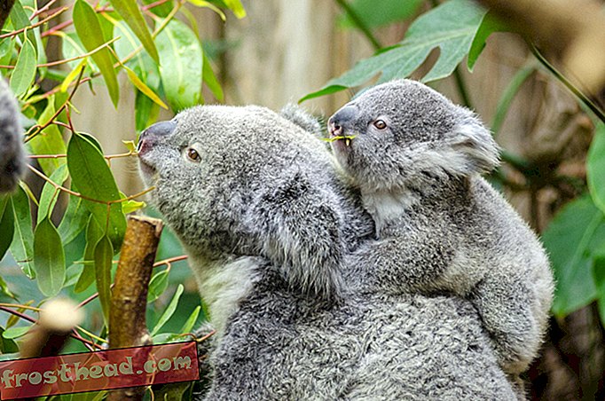 nouvelles intelligentes, idées et innovations intelligentes, science de l'information intellig - Le génome du koala récemment cartographié déverrouille les secrets de l'alimentation de Marsupial et de sa susceptibilité à la chlamydia