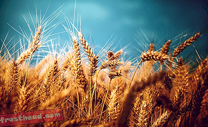 паметне вести, паметне вести и иновације, паметне науке - Нова самоодржива „пшеница“ могла би променити пољопривредну индустрију