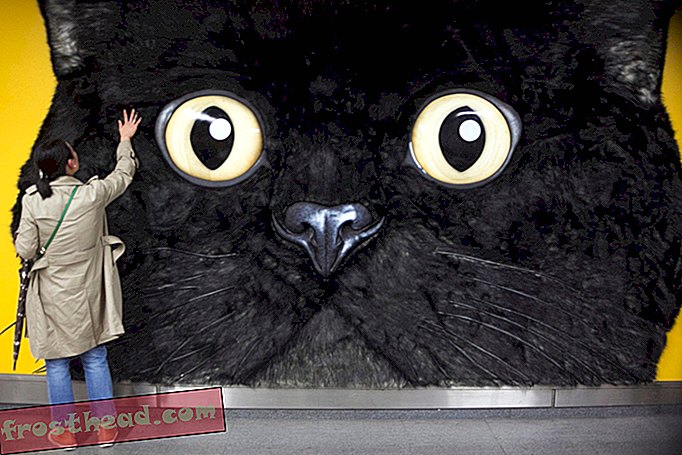 Kiertoajelu tähän japanilaiseen kaupunkiin kissan näkökulmasta