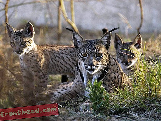 Bagaimana Anda Memberikan Tes Kehamilan Iberian Lynx?  Gunakan Bug Assassin