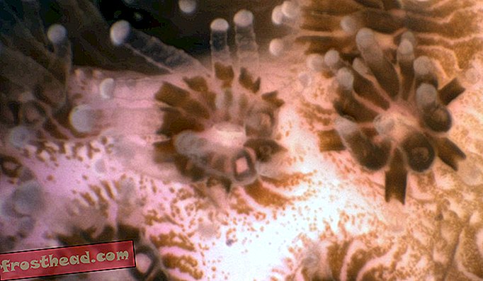 Observe los corales en acción con el nuevo microscopio submarino