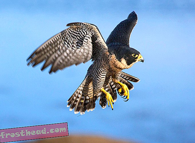 Nouvelles intelligentes, idées de nouvelles intelligentes et innovations - Les drones enseignent aux faucons comment chasser