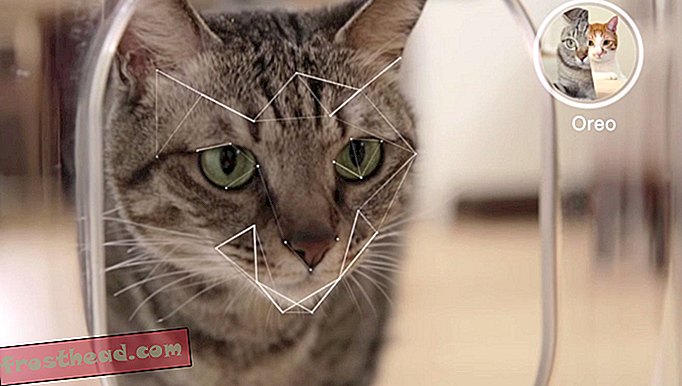 Denne smarte katteføder bruger ansigtsgenkendelse til at udelukke grådige killinger