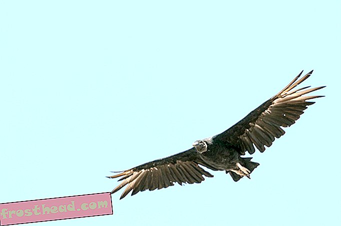 nutikad uudised, nutikad uudiste ideed ja uuendused - GoPro-Armed Vultures löövad Lima prügiprobleemid kinni